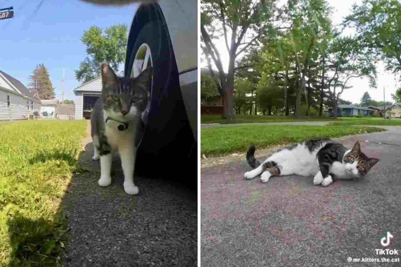 Vidéo : Avec une caméra sur le collier, le chat montre sa vision du monde et fait le buzz sur les réseaux sociaux