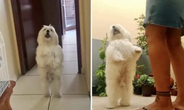 Vídeo hilário: não existe cão que dance samba miudinho melhor que esse