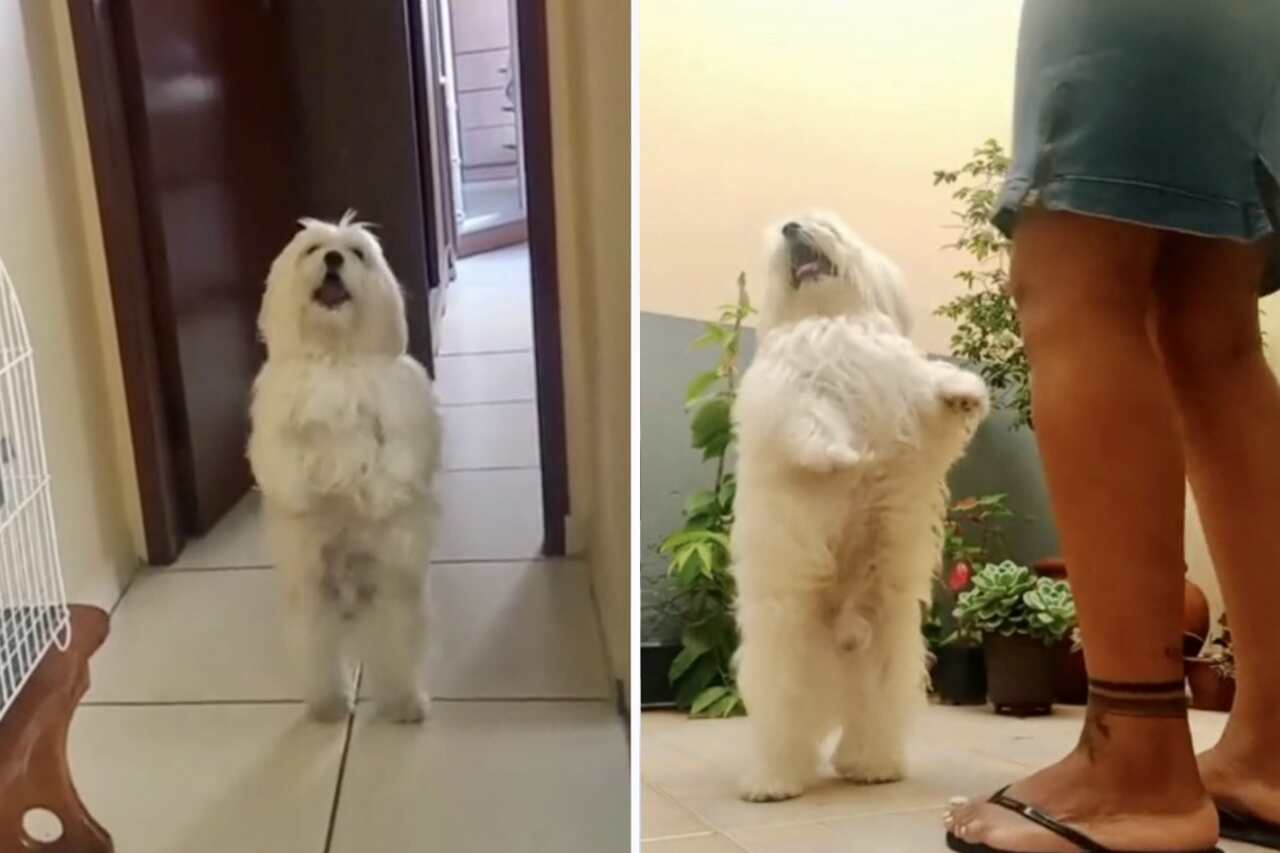 Zabawny film: nie ma psa, który tańczy sambę lepsze niż to (Zdjęcie: Reprodukcja/TikTok)
