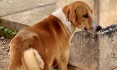 Há 4 meses, cãozinho espera a saída do dono em porta de necrotério