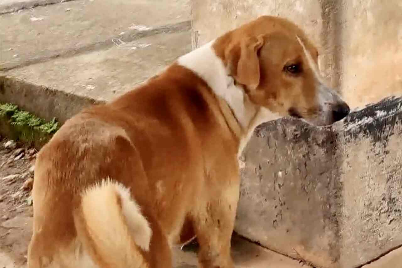 Depuis 4 mois, un petit chien attend la sortie de son propriétaire devant la porte de la morgue