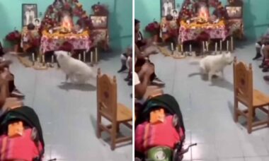 Sobrenatural: vídeo mostra cachorro 'incorporando' entidade em terreiro de umbanda