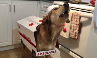 Vídeo hilário: conheça o fantástico cão-ambulância