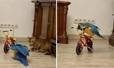 Vídeo hilário: arara egoísta não deixa gatinho subir em sua bicicleta