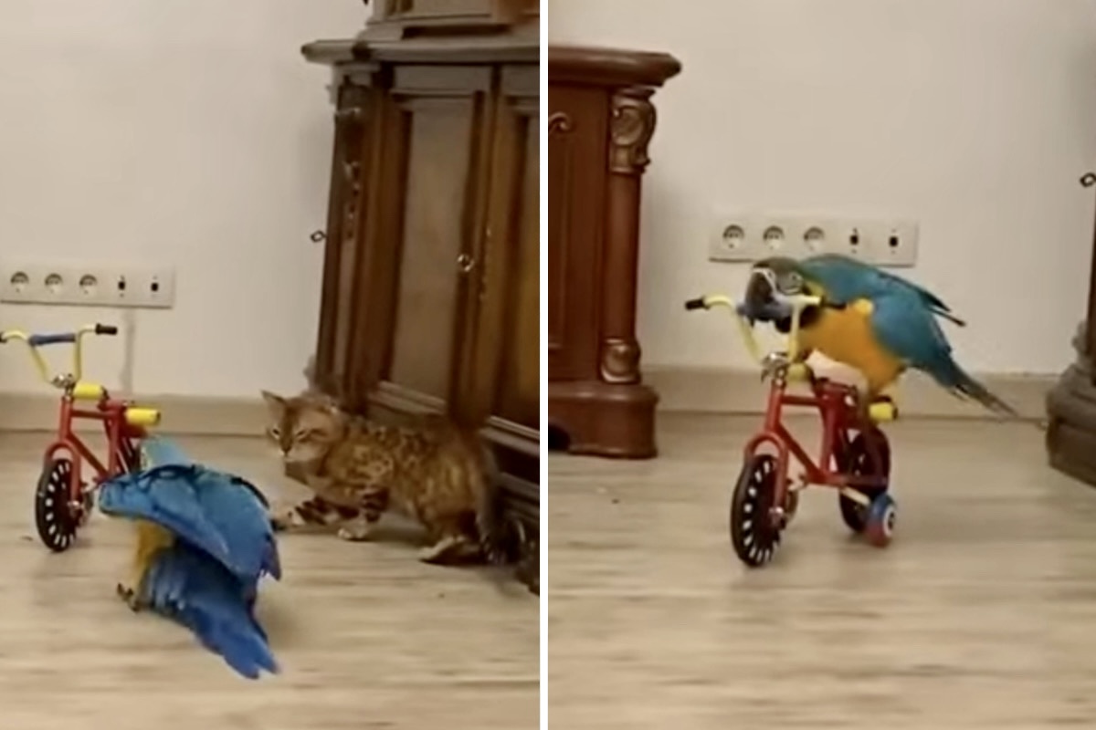 Rolig video: Självisk papegoja låter inte katten kliva upp på sin cykel