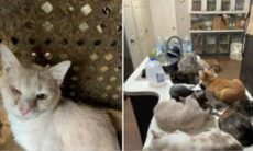 Professora vivia com mais de 300 gatos, galinhas e patos em condições deploráveis