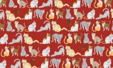 Desafio: você consegue encontrar o gato com chapéu de Papai Noel em menos de 30 segundos?
