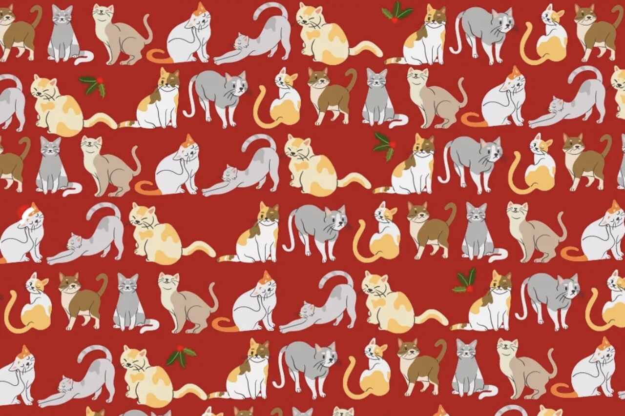 Herausforderung: Kannst du die Katze mit dem Weihnachtshut in weniger als 30 Sekunden finden?