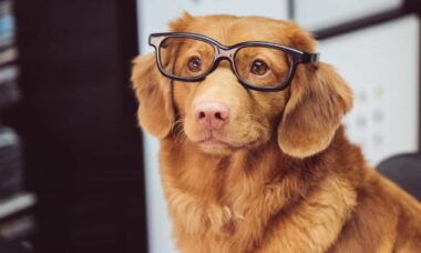 Novo estudo investiga por que alguns cães são especialmente inteligentes