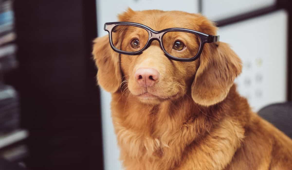 New Study Investigates Why Some Dogs Are Especially Intelligent