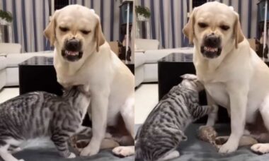 Vídeo: gato carinhoso corre risco imenso ao acariciar cão arisco