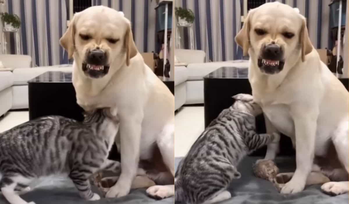 Videó: Kedves macska hatalmas kockázatot vállal egy agresszív kutya simogatásával