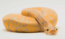 Tudo o que você precisa saber antes de adotar uma cobra como pet