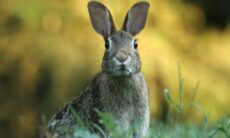 6 dicas para adotar e ter um coelho feliz e saudável