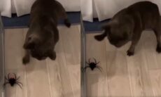 Vídeo registra cão buldogue francês em duelo mortal contra aranha de brinquedo