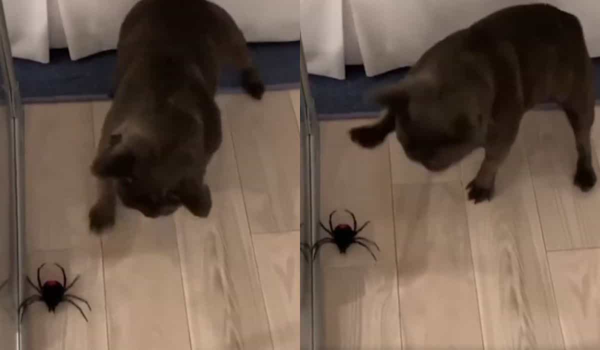Video capturează un bulldog francez într-un duel mortal cu un păianjen de jucărie