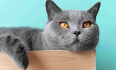 Confira as descobertas científicas mais impressionantes sobre pets em 2023