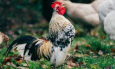 Vídeo hilário: conheça o galo que cantarola música dos Talking Heads