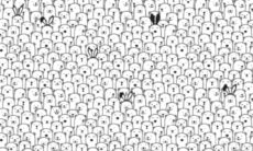 Desafio: você consegue encontrar o cão no meio dessa infinidade de ursos-polares?