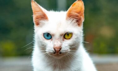 Cores exuberantes dos olhos dos gatos podem ter vindo de ancestral surpreendente, diz estudo