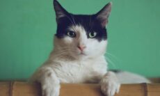 Tudo o que você precisa saber sobre a longevidade do seu gato e como esticá-la