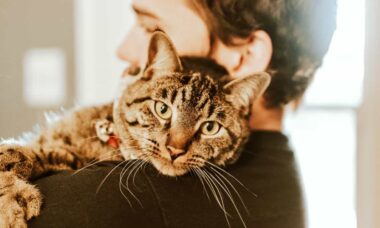 5 coisas que os humanos devem proporcionar para os seus gatos, segundo especialista