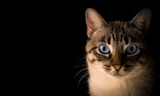 猫砂は大きな違いを生む。写真：Reproduction Unsplash