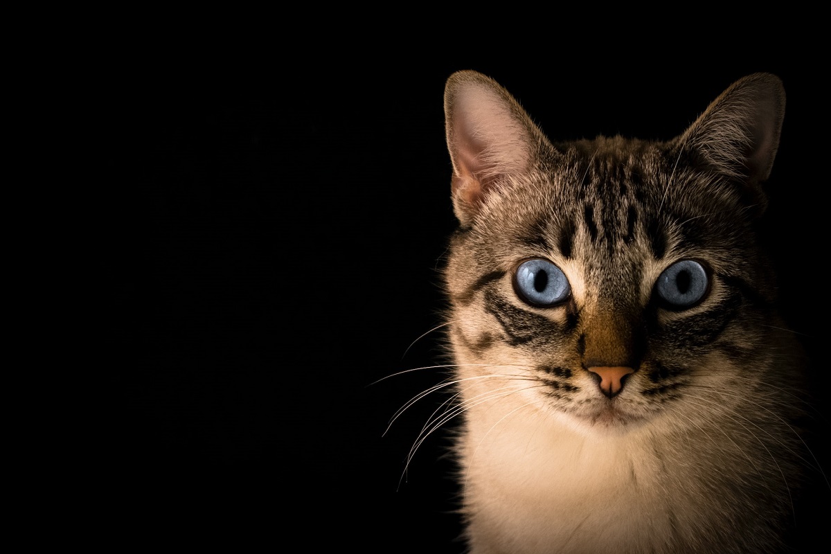 The litter box makes all the difference. Photo: Reproduction Unsplash