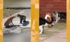 Vídeos registram as mais violentas brigas entre gatos