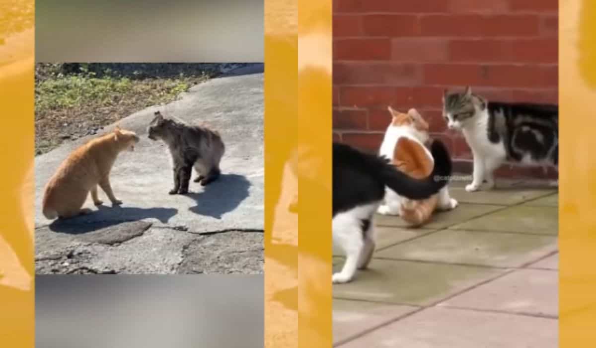 Vídeos registram as mais violentas brigas entre gatos