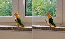 Vídeo registra o primeiro pássaro de guarda da história