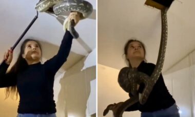 Vídeo impressionante: mulher captura duas cobras gigantes no teto da sua casa