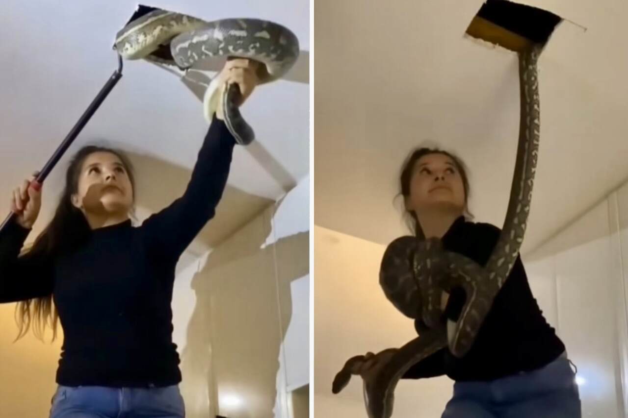 Vaikuttava video: Nainen napauttaa kaksi jättiläismäistä käärmettä talonsa katosta