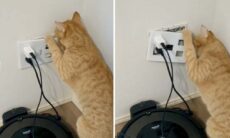 Vídeo: entenda o ditado 'a curiosidade matou um gato'