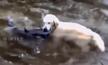 Vídeo: você vai se impressionar com esse cão golden retriever pescador