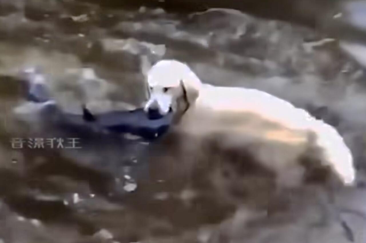 Video: you'll be impressed by this fishing Golden Retriever