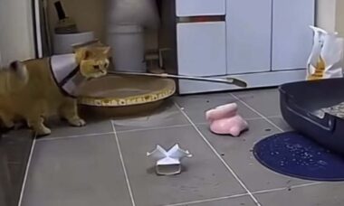 Vídeo hilário: conheça o gato mais destruidor da história
