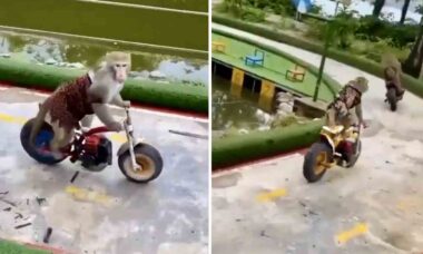 Vídeo incrível registra macacos disputando prova de motovelocidade