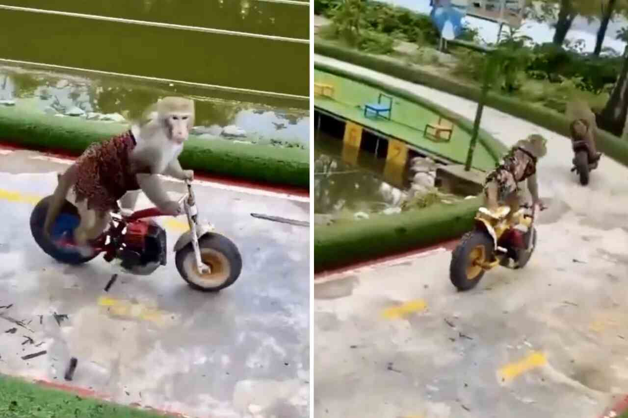Vídeo incrível registra macacos disputando prova de motovelocidade