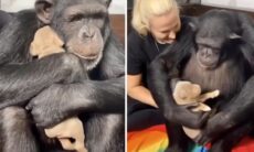 Vídeo de chimpanzé acariciando filhote de cão é a coisa mais fofa que você vai ver hoje