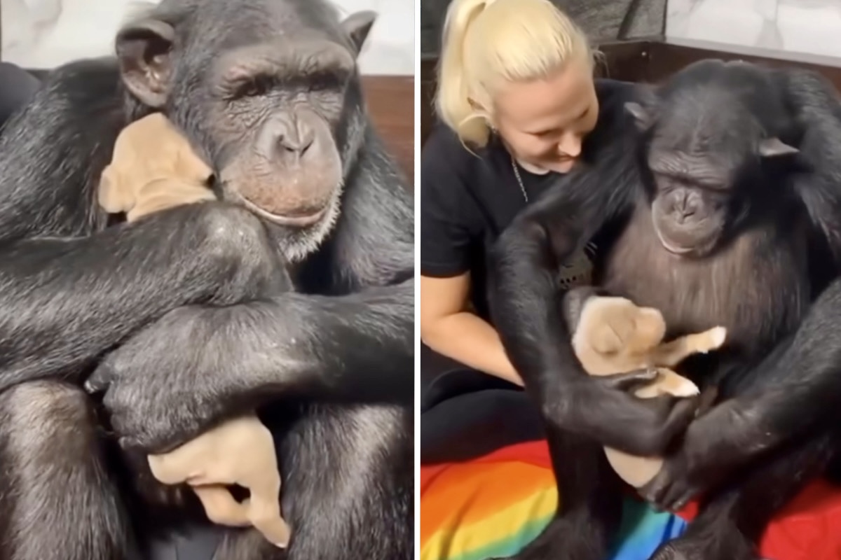 Vidéo d'un chimpanzé caressant un chiot, c'est la chose la plus mignonne que vous verrez aujourd'hui