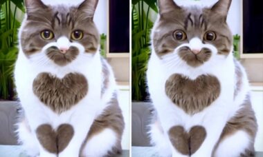 Vídeo fofo: dificilmente você vai encontrar gato mais amoroso que esse