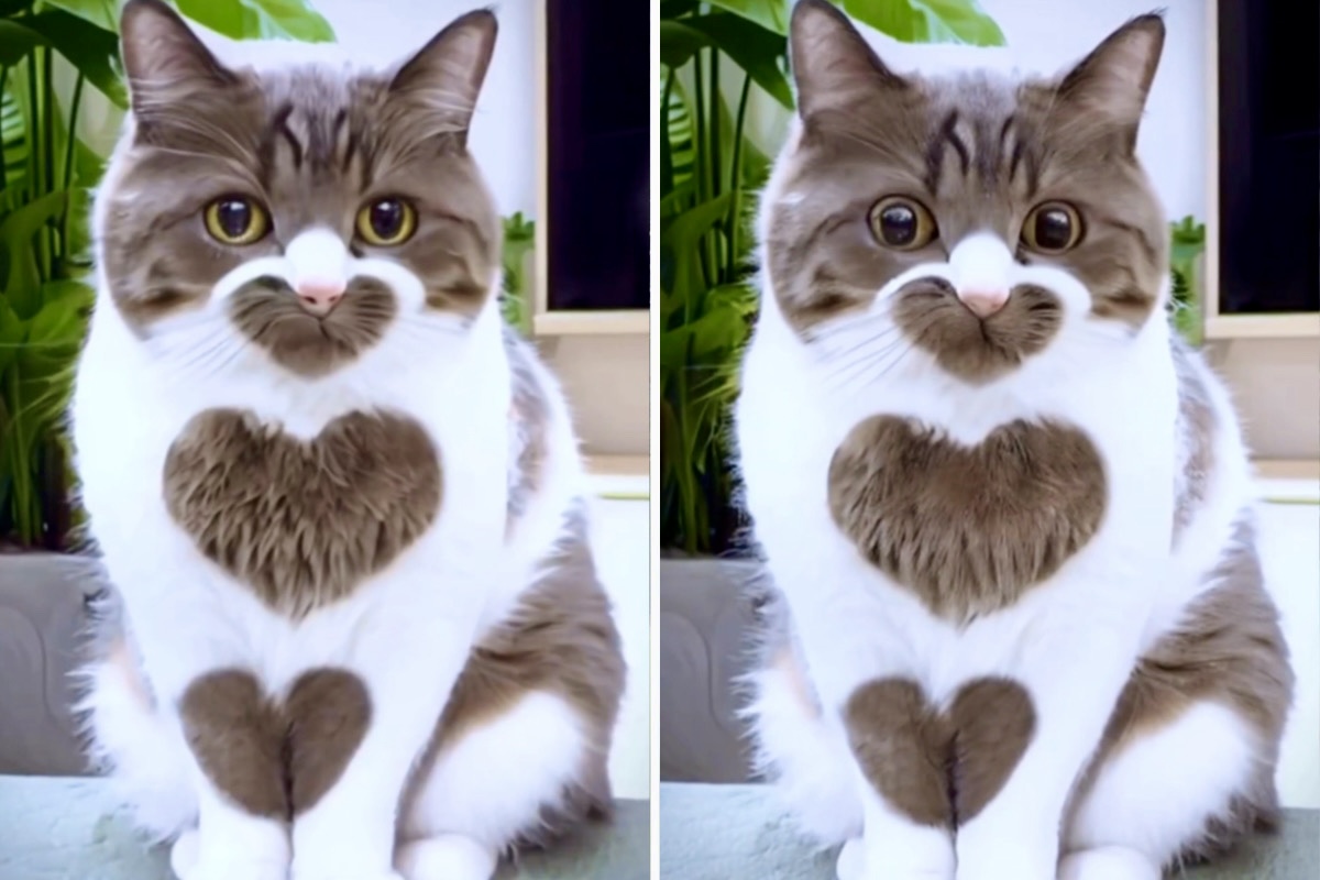 Aranyos videó: alig találsz ennél szeretetteljesebb macskát