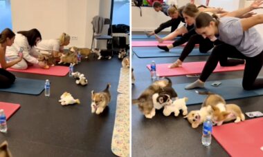 Vídeo: cãezinhos da raça corgi invadem aula de ioga e provocam excesso de fofura