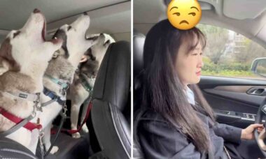 Vídeo hilário: dona tem a péssima ideia de levar seus 3 cães huskies juntos ao veterinário