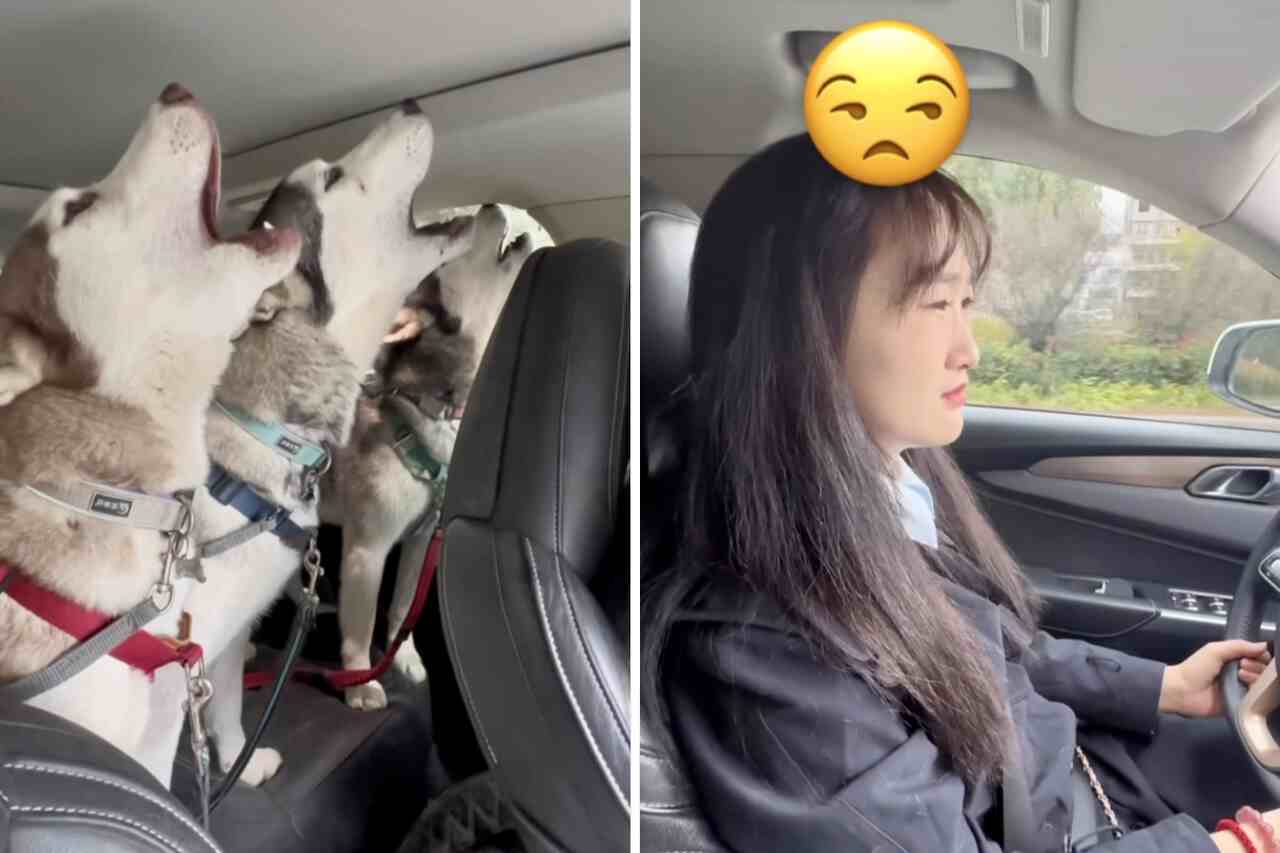 Grappige video: eigenaar heeft het slechte idee om haar 3 Husky-honden tegelijkertijd naar de dierenarts te brengen