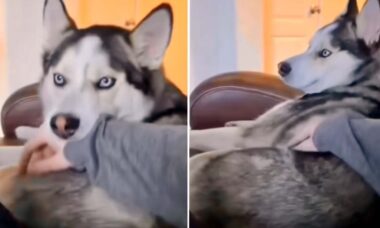 Vídeos hilários mostram como os cães huskies são os mais barulhentos