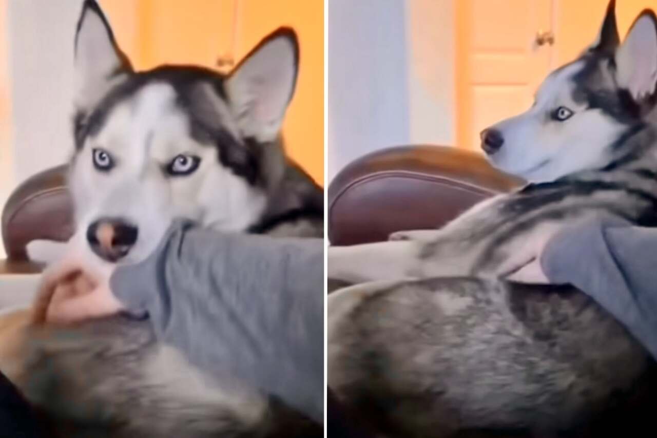 Hilarious videos show how husky dogs are the loudest