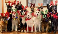 Vídeo fofo registra cães entrando no clima de Natal