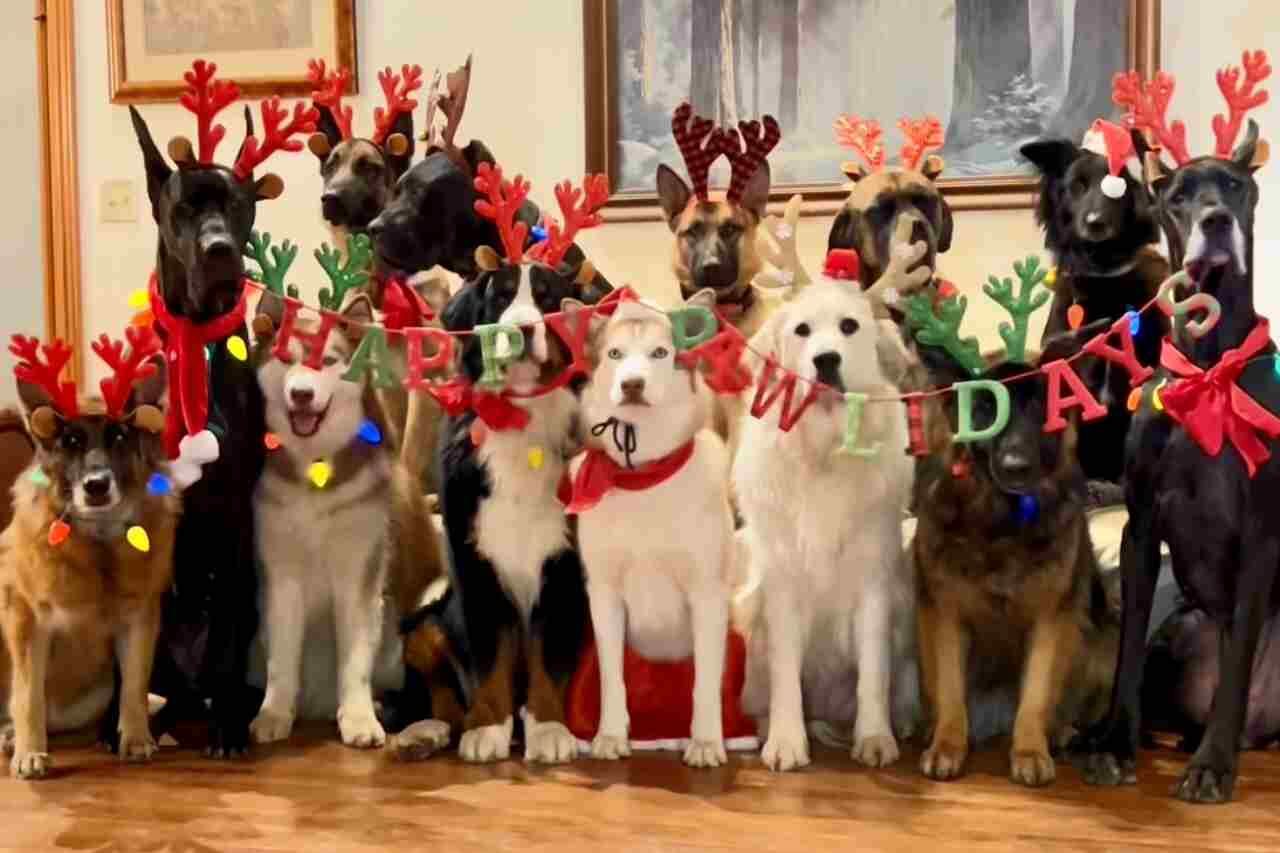 Schattige video toont honden in kerstsfeer